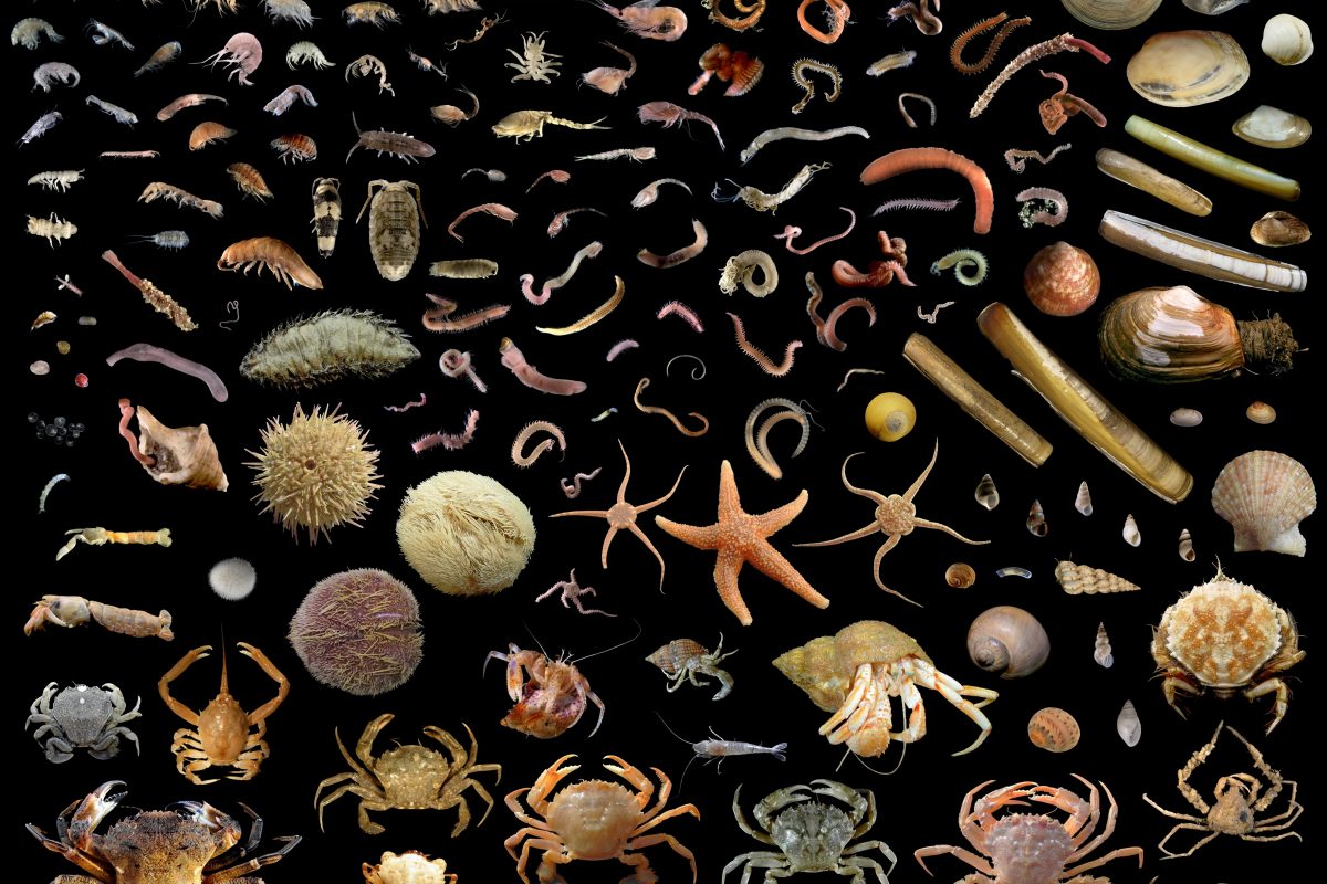 22672757068_d85a595118_o