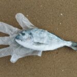 Environmental Deterioration