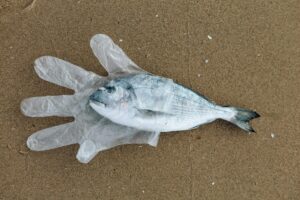 Read more about the article Environmental Deterioration